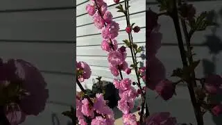 Зацвела Луизиания🌸🌸🌸7 апреля24г.