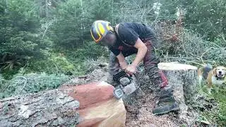 bucheron un métier, une passion abattage gros bois  stihl ms 462