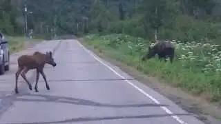 Garage Sale and Moose