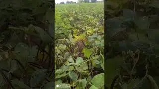 आम्ही शेतकरी