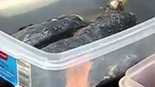 Sigara icenlerin ve icmeyenlerin Akciğeri !!! MUTLAKA IZLEYIN
