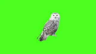 Green Screen Owl  | No Copyright Free To Use (Chroma Key)