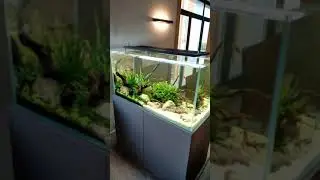 Инь и Янь. Аквариум в природном стиле на 363 литра.