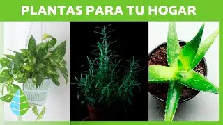 50 PLANTS to have INDOORS (Benefits and Care)
