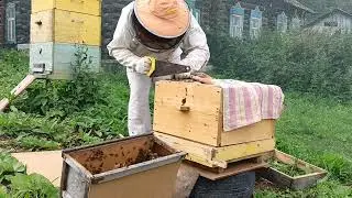 Пчеловодство. пересадка роя из ловушки в улей сработала ловушка