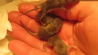 Orphaned Baby Mice: Day 8