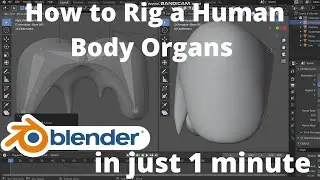 How to rig human body organs like diaphragm in blender 2.9 in 1 minute tutorial