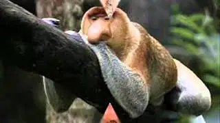 los animales mas raros del mundo
