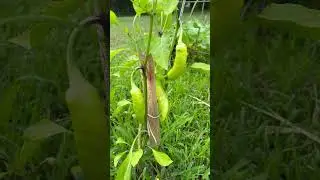 In-ground garden tour. 