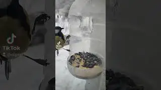 синичка. кормушка для птиц. кормили птиц зимой