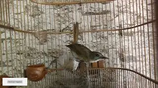 Зайтунранг жунгли пашшатутари - Cyornis olivaceus