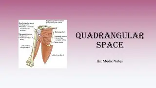 Quadrangular space - location, borders, contents, quadrangular space syndrome