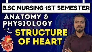 STRUCTURE OF HEART | anatomy & physiology | b.sc nursing 1st semester | anatomy & physiology heart