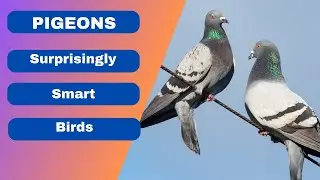 Pigeons Are Surprisingly Smart Birds | Beastie Beasts