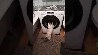 кошка и стиральная машина