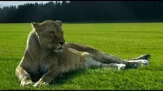 GIMP 2.8 Tutorial - Adding A Lion In A Green Grass Field