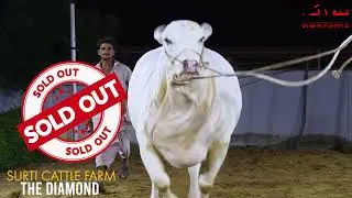 SOLD OUT VIDEO SURTI CATTLE FINAL