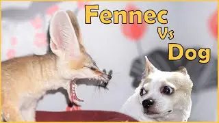 Fennec Fox Threat Dance: Confronting The Dog