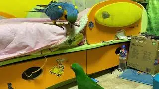 Попугай ара и эклектус