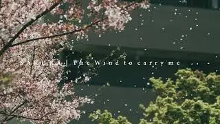 [桜ポートレートムービー] SAKURA | The wind to carry me | cinematic portrait | Bmpcc 6k Pro