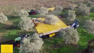 Как собирают урожай оливок