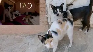 Papa cat and Mama cat take care of many calico kittens.