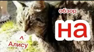 Обзор на кошку Алису.