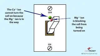 Magnesium - getting it right is crucial