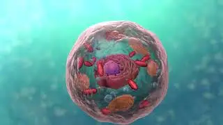 Hücre  Cell   Mükemmel