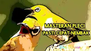 Masteran Pleci Agar Nembak Rapat Dan Jadi Mewah