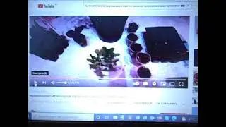 Черенкование гортензии. Черенок с пяточкой, когда это актуально?  22. 12. 2021 года.