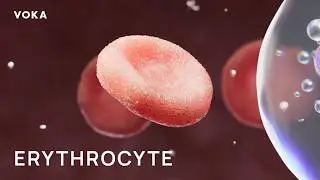 Erythrocytes, Red Blood Cells & Hemoglobin – Oxygen Transport, Gas Exchange, and Blood Anatomy in 3D