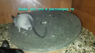 Дегусята осваивают беговую тарелку.