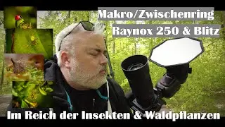 FOREST PHOTOGRAPHY | In the realm of insects & plants | Macro extension tubes - Raynox 250 & flash