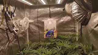 3x3 #southbaygenetics #Black&Blue #Dreamlato Day 8 Flower[ #chiledgrowlights X3- Mini
