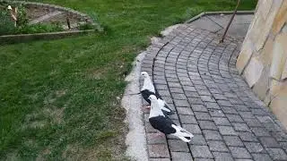 Чернобокие бакинцы. Обзор.