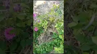 Из-за жары выбрасываю розу за розой 😢