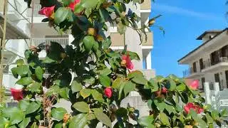 Api fanno bzz bzz nel mio giardino 🐝🐝