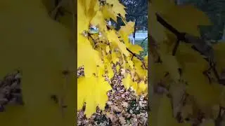 Зарисовки осени