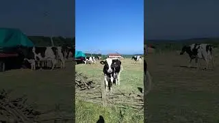 ТУРЦИЯ 🇹🇷КОРОВА ПОЗИРУЕТ😂