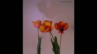 Our tulips blooming.