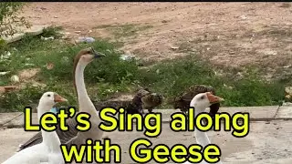Me Honking Along With my Geese 🤣