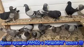 Время пришло,РАМБО и МИШЛИНГ вместе !!!