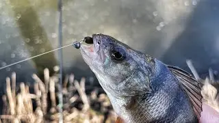 Spring Jig Fishing. Fish are active in the small river. Fishing 2026