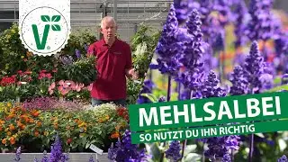 Ist Mehlsalbei essbar?