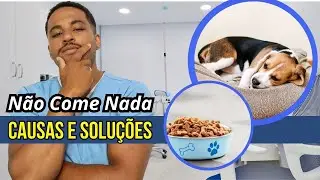 Cachorro não quer comer! Como estimular alimentação em cães?