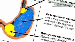 Презентация на тему Физиология пищеварения