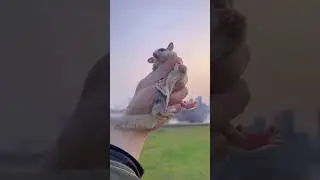 Amazing animals.  Funny animals.  Part 6 🐘🦔🐯