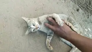 cat want touch her belly and after she bite me. #petcat #catlover #cutkitten