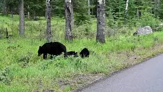 Black Bear Sow and Cubs searching for food